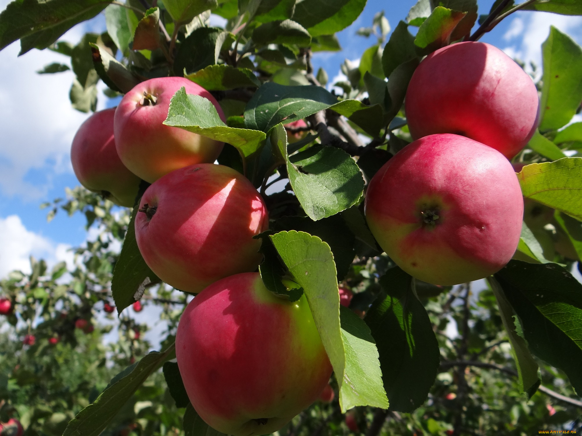 Плоды яблони Йоллы